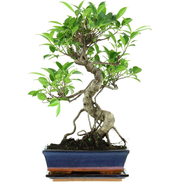 Ficus, Higuera de Banyan, Bonsai, 11 años, 49cm