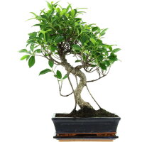 Ficus, Fig tree, Bonsai, 11 years, 50cm