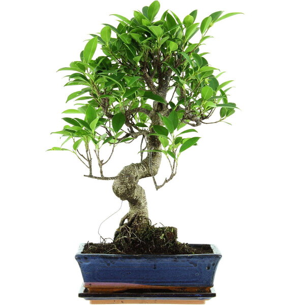 Ficus, Higuera de Banyan, Bonsai, 11 años, 50cm