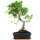 Ficus, Fig tree, Bonsai, 11 years, 51cm