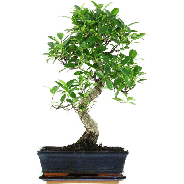 Ficus, Bonsai, 11 letnie, 49cm