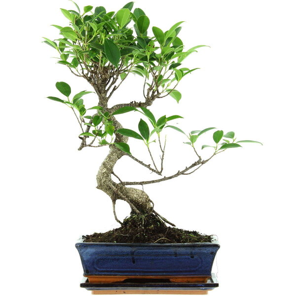 Ficus, Fig tree, Bonsai, 11 years, 48cm