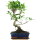 Ficus, Bonsai, 11 letnie, 48cm