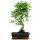 Fico, Ficus, Bonsai, 11 anni, 49cm