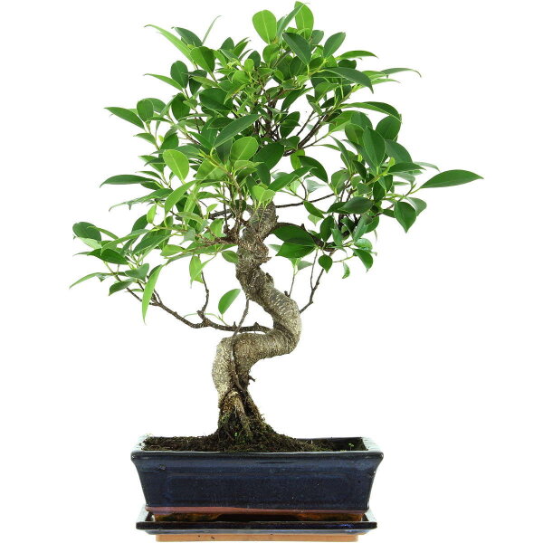 Banyanfeige, Bonsai, 11 Jahre, 52cm