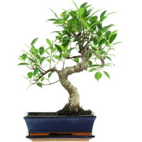 Fico, Ficus, Bonsai, 11 anni, 47cm