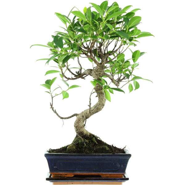 Ficus, Higuera de Banyan, Bonsai, 11 años, 49cm