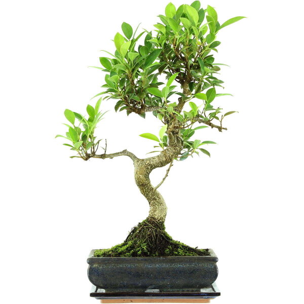 Fico, Ficus, Bonsai, 11 anni, 52cm