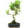 Ficus, Bonsai, 11 ans, 52cm