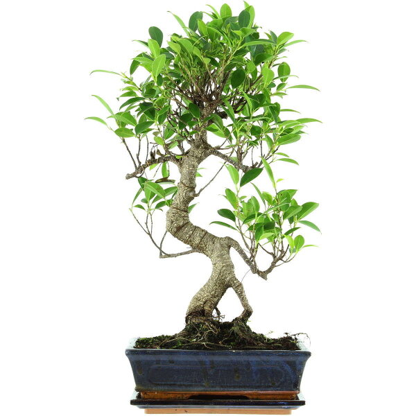 Fico, Ficus, Bonsai, 11 anni, 53cm