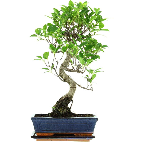 Ficus, Higuera de Banyan, Bonsai, 11 años, 50cm