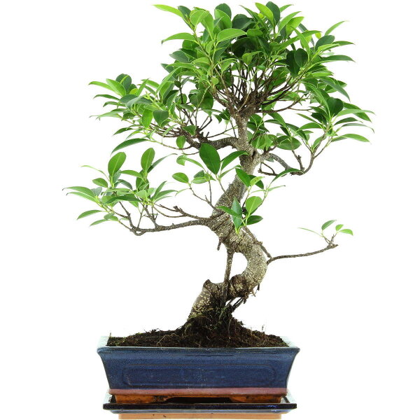 Banyanfeige, Bonsai, 11 Jahre, 49cm