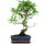 Ficus, Bonsai, 11 ans, 49cm