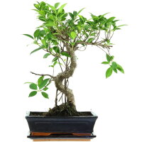 Banyanfeige, Bonsai, 11 Jahre, 46cm