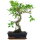 Ficus, Bonsai, 11 letnie, 46cm