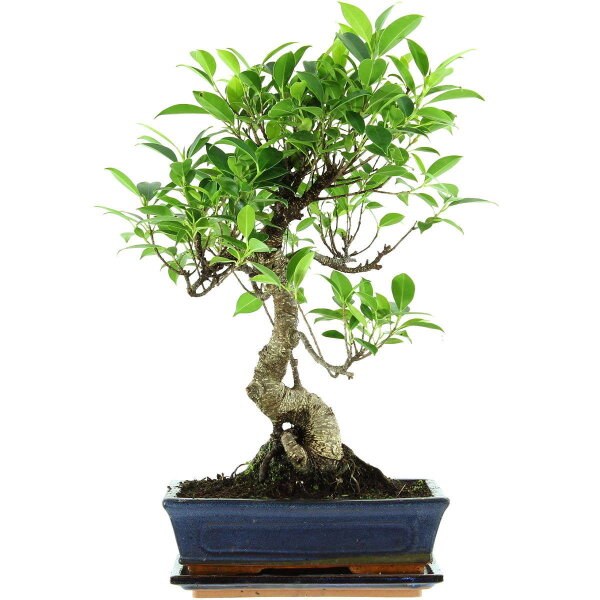 Fico, Ficus, Bonsai, 11 anni, 49cm