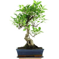 Ficus, Higuera de Banyan, Bonsai, 11 años, 49cm