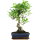 Ficus, Bonsai, 11 ans, 49cm