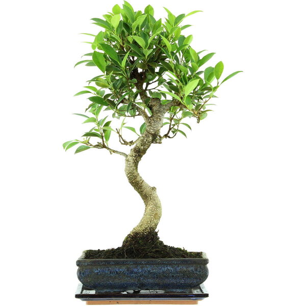 Ficus, Bonsai, 11 letnie, 52cm