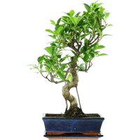 Ficus, Fig tree, Bonsai, 11 years, 52cm