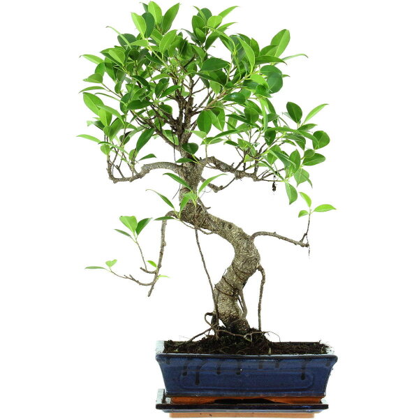 Ficus, Fig tree, Bonsai, 11 years, 54cm