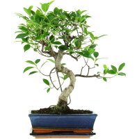 Ficus, Bonsai, 11 ans, 47cm