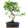 Ficus, Bonsai, 11 letnie, 47cm