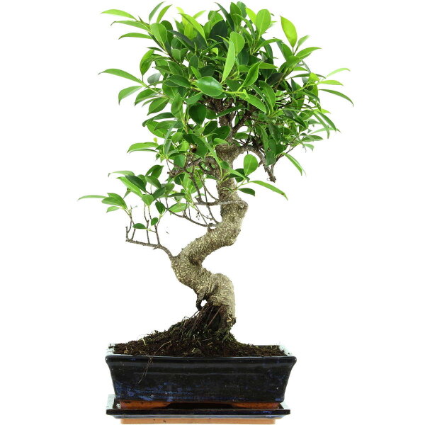 Ficus, Fig tree, Bonsai, 11 years, 52cm