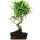 Ficus, Bonsai, 11 letnie, 52cm