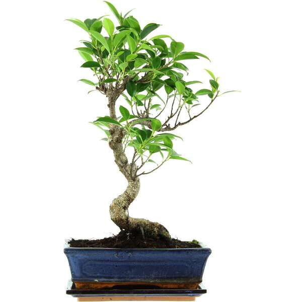 Ficus, Fig tree, Bonsai, 11 years, 49cm