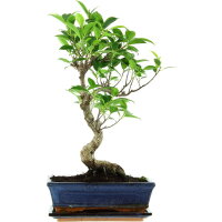 Ficus, Bonsai, 11 ans, 49cm