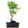 Ficus, Bonsai, 11 letnie, 49cm