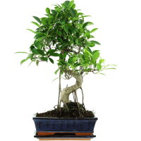 Ficus, Higuera de Banyan, Bonsai, 11 a&ntilde;os, 53cm