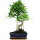 Ficus, Fig tree, Bonsai, 11 years, 53cm