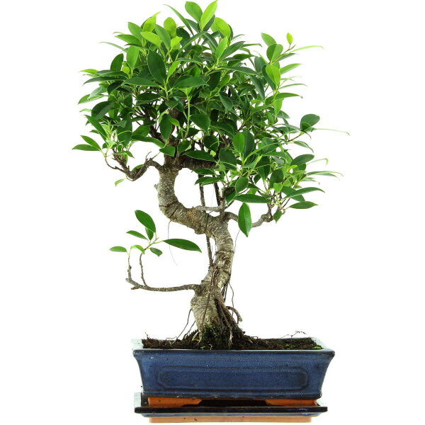 Ficus, Bonsai, 11 letnie, 52cm