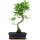 Ficus, Bonsai, 11 ans, 50cm