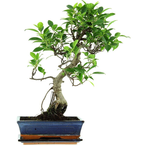 Ficus, Bonsai, 11 letnie, 52cm