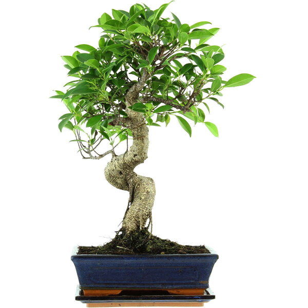 Ficus, Higuera de Banyan, Bonsai, 11 años, 49cm