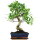 Ficus, Fig tree, Bonsai, 11 years, 52cm