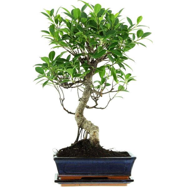 Ficus, Bonsai, 11 letnie, 53cm