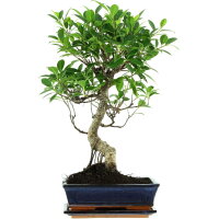 Fico, Ficus, Bonsai, 11 anni, 53cm