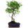 Ficus, Fig tree, Bonsai, 11 years, 53cm