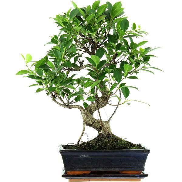 Fico, Ficus, Bonsai, 11 anni, 47cm