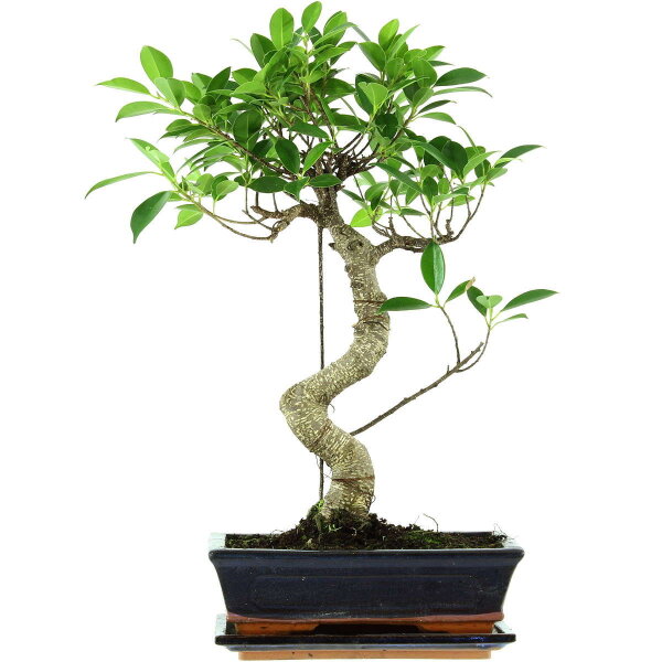 Banyanfeige, Bonsai, 11 Jahre, 49cm