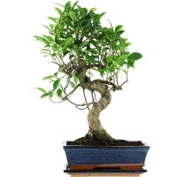 Banyanfeige, Bonsai, 11 Jahre, 49cm