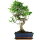 Ficus, Bonsai, 11 letnie, 49cm