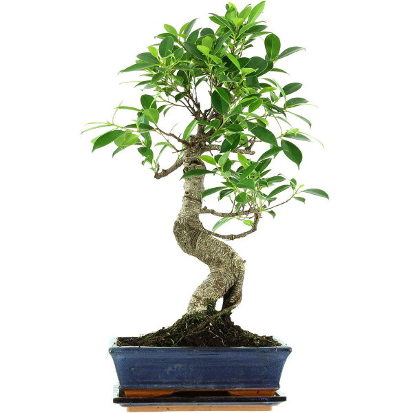 Ficus, Fig tree, Bonsai, 11 years, 55cm