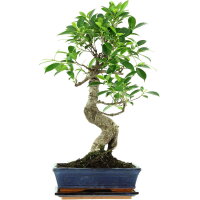 Ficus, Higuera de Banyan, Bonsai, 11 años, 55cm