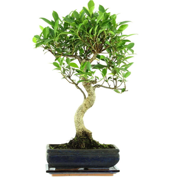 Banyanfeige, Bonsai, 11 Jahre, 53cm