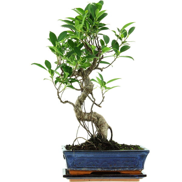 Fico, Ficus, Bonsai, 11 anni, 49cm